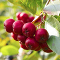 Red Chokeberry Tree Live Plant, 9-12" Tall Aronia Berry Shrub for Garden, Landscape, and Container Growing