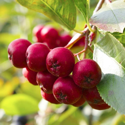 Red Chokeberry Tree Live Plant, 9-12" Tall Aronia Berry Shrub for Garden, Landscape, and Container Growing