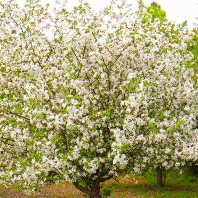 White Dogwood Tree Live Plant, Dormant in Winter for Planting, Cold Hardy, in Quart Pot, 6-12 Inc Tall