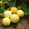 Set of 4 Live Lemon Cucumber Plants, 3 to 5 Inches Tall, Cucumber Plants Live, 4 Inches Pot Vegetable Live Plant