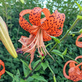 5 Turk Cap Lily Bulbs for Planting, Orange Flower, Summer Planting Outdoor