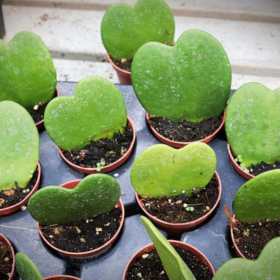 Green Hoya Kerrii Heart Plant Live, Hoya Plant, Hoya Kerrii Plant Live 2 Inches Pot for Planting