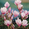 Magnolia Tree Live Plant for Planting, Magnolia Flowers Bush 6 to 12 Inches Height, in Pot, Fragrant Magnolia Shrub (Saucer Magnolia)