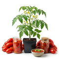 2PPP San Maranzo Tomato Plants Live, Garden Vegetable Plant, 5-8'' Tall