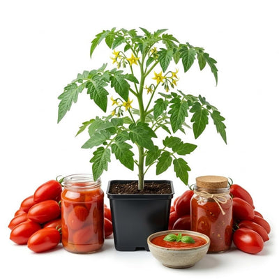 2PPP San Maranzo Tomato Plants Live, Garden Vegetable Plant, 5-8'' Tall