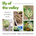 10 White Lily of The Valley Bulbs Rhizomes Roots, May Lilies Easy to Grow for Early Bloom, Cold Hardy, Bouquet and Home Décor