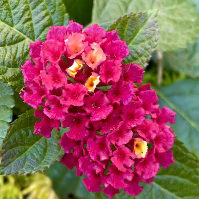 2 Rose Lantana Plants Live Trees, Ready to Bloom, Hardy Long Blooming Seasons, Vibrant Colorful Perennial Fragrant, 5-10" in Tall, Full Sun Growing