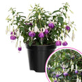 Live Fuchsia Plant in 4 Inch Pot, Hardy Flowering Fuchsia Starter Plant, Hanging Basket or Shade Garden Outdoor Plant