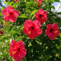 Hardy Hibiscus Plants Live Well-Rooted, Red Flowers Hibiscus Tree Live Plant for Outdoor Full Sun Spring Planting, 5-9" in Tall, Perennial Growing