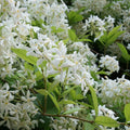 Live Star Jasmine Plant, White Star Jasmine Plant, Perennial White Flower Live Vine Starter Plants, 4 to 6 Inch Fragrant Flower Plants Indoor Outdoor Garden
