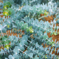 Live Eucalyptus Plant Indoor, 4 to 6 Inc Tall, Blue Eucalyptus Plant Live for Gardening Indoor or Outdoor