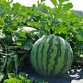 Live Sweet Watermelon Starter Plant, 3-5 Inch Tall