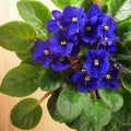 Blue African Violets Live Plants in Pots, Live African Violet Plants House Plant for Indoor Outdoor Décor, 4" Pot, Well-Rooted and Year-Round Blooming