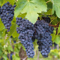 Concord Grape Vine Live Plant Bareroot 1 to 2 Years Old, Concord Grape Plant Live Sweet Grape Fruits for Growing, Seedless Grape Fruit Tree