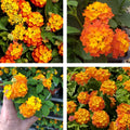 2 Bright Orange Lantana Plants Live Trees, Ready to Bloom, Hardy Long Blooming Seasons, Vibrant Colorful Perennial Fragrant, 5-10" in Tall, Full Sun Growing