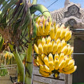 Dwarf Cavendish Banana Plants Live for Planting - Musa Banana Trees Live Plants in 2.5" Pot, Tropical Fruit, Cold Hardy, Year-Round Harvest