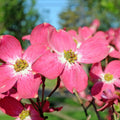Pink Dogwood Tree Live Plant in 2.5" Pot, Well Rooted 6-12" Pink Flowering Dogwood Tree Plant Live, Dormant for Planting