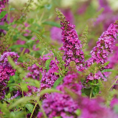Pink Butterfly Bush Live Plant Shrub, Buddleia Bush Well Rooted, 5 to 10 Inc Tall