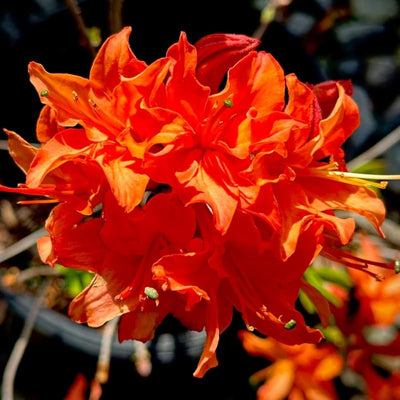 Big 1 Gallon Bright Orange Rhododendron Plants Live, 1-3 Years Old Azalea Plants Live Shrubs Bushes for Planting, Very Well Rooted