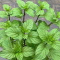 Live Mint Herb Plant, Perennial Mint Plant, Fragrant Mints, 3.5 Inch Pot for Indoor or Outdoor Growing (Orange Mint)