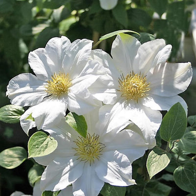 Clematis Vine Plant Live for Planting, White Clematis Plant Live in 2.5 Inches Pot, Climbing Clematis Flowers Perennial