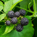 1 Black Raspberry Plant Live for Planting 6-12 Inches Tall, Everbearing Raspberry Plants Sweet Raspberry Fruits Starter Plant