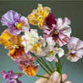Mix Pansy Plants Live 4 Inch Pot, Colorful Blooms for Garden Beds, Containers, and Borders, Pansies Flowers in Pot 3-5 Inches Tall