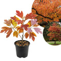 Sassafras Tree Seedling Live Plant Bare Root 1-2ft Tall