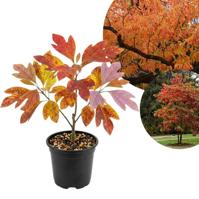 Sassafras Tree Seedling Live Plant Bare Root 1-2ft Tall