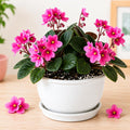Pink African Violet Plant Live, 4 Inch Pot, Indoor Flowering Plant