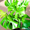 Monstera Live Plant, Swiss Cheese Plant Live for Indoor Outdoor Use, Garden and Landscaping 5-7 Inc Tall, 4 Inch Pot