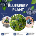Sweet Blueberry Plant Live for Planting, Blueberry Bushes for Planting, 4"-7" Cold Hardy Blueberries Southern Highbush