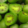 Kiwi Plant Live, Hardy Kiwi Berries Well Rooted Starter Plant, 5-9" Tall