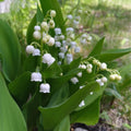 Set 6 Pips White Lily of the Valley Roots, Lily of the Valley Live Plant, White Flower Blooms for Growing