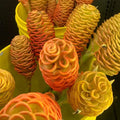6 Red Shampoo Ginger Roots Fresh Awapuhi Zerumbet Zingiber Ginger Plants Oudoor Growing, Pinecone Lily Ginger Flowers, Cold Hardy
