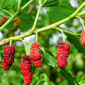 02 Mulberry Trees Live Plants, Spring Planting 4-8 Inch Tall, High-yiedling and Fast-Growing Trees, Outdoor Growing
