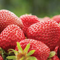 10 Ozark Strawberry Roots Plants Live for Planting, Hardy Everbearing Strawberry Fragrant Strawberries Plant, Large Sweet Fruit