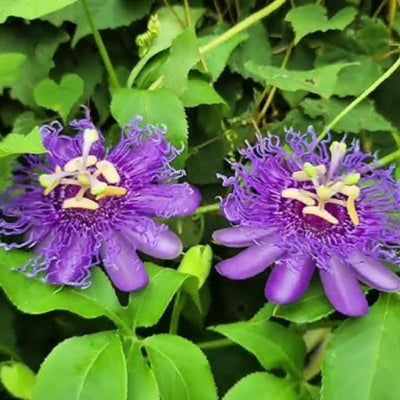 2 Abundant Bloom Curly Purple Passion Flower Plants Live, Passiflora Live Plant for Trailing, Climbing Trellis Outdoor, 5-9" in Tall, Perennial, Fragrant