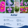 Set 2 Live Aster Plants, Colorful Fall-Blooming Aster Flowers, Flower Beds and Outdoor Growing 3-5 Inch Tall