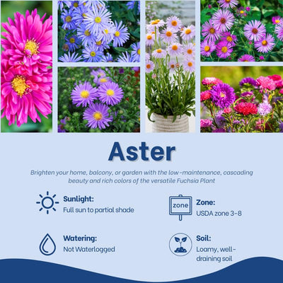 Set 2 Live Aster Plants, Colorful Fall-Blooming Aster Flowers, Flower Beds and Outdoor Growing 3-5 Inch Tall