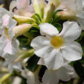 Desert Rose Live Plant, Adenium Desert Rose 4-8'' Tall, Hardy Flowering Succulent for Indoor Outdoor Gardens (White Flowers)