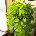 Neon Pothos Plant, Live Pothos Plant, Variegated Pothos Plant, Pothos Vines Plant 4 Inches Potted House Plant Indoors Live, Indoor House Plant
