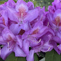 1-2 Feet Rhododendron Plants Live Bush Shrubs in 1 Gallon Pot for Planting, Azalea Bush Ready Plant, Live Rhododendron Plant Azalea (Light Purple)
