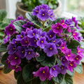 2 African Violet Plants, Violet Live Plant, 3-5 Inc Tall, Colorful Blooms