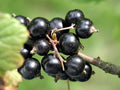 1 Black Currant Plant Live for Planting, Black Currant Bush 1 Year Bare Root, Black Current Berries Ready to Grow