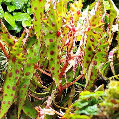 Begonia Live Plant, Begonia Plant, Begonias Live Plant Indoor, Begonia Plant Live, Begonia Houseplant 2.5 Inch Pot