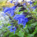 Blue Sage Live Plant, Violet Blue Color Salvia Sage Herb for Grow Indoors Outdoor in 3 Inch Pot