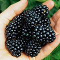 Chester Thornless BlackBerry Plants Live for Planting, 8 Months Old BlackBerry Fruit Tree for Growing Outdoor, High Yielding, Dormant in Winter