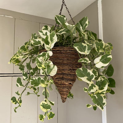 White Pothos Live Plant, Live Pothos Plant, Variegated Pothos Plant Live in 4 Inches Pot, Indoor Live House Plant, House Indoor Plant
