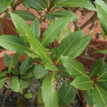 Bay Leaf Live Plant, 5-8 Inch Tall Bay Laurel Herb Plant, Culinary Herb for Garden, Patio, and Container Growing, No Pot, in Soil